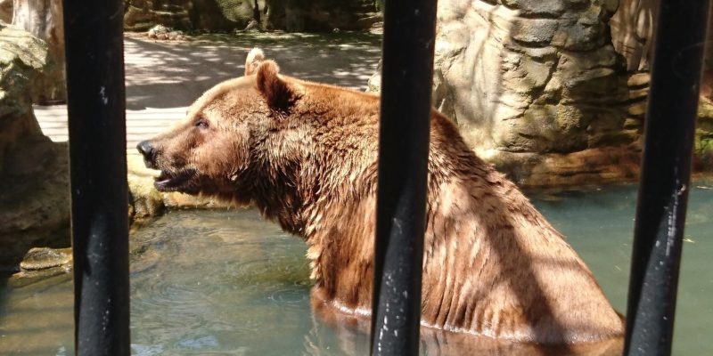 zoo hluboká.jpg 2